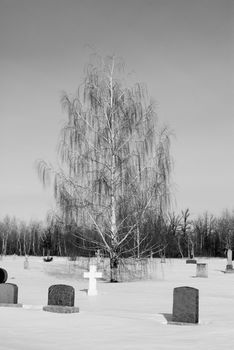 Cemetery with a Weeping Willow in it, in the middle of winter