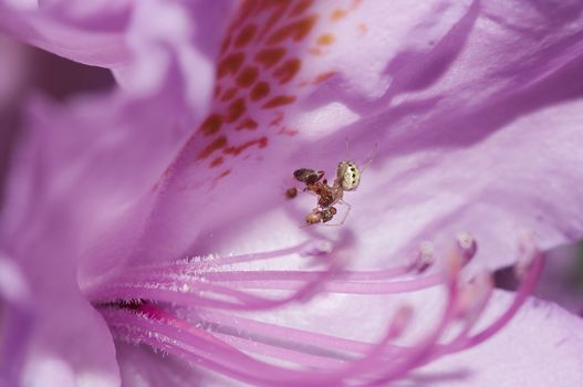 Macro - ant, spider and fly in bloom of rhododendron - match - food chain