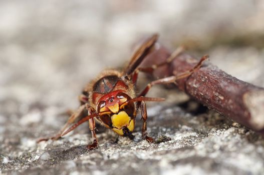 Close-up (macro) of the giant hornet