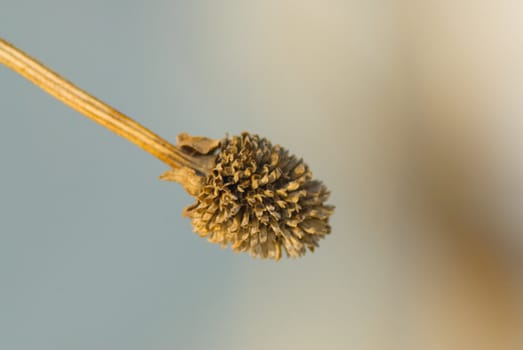 Macro view of a dried flower bud