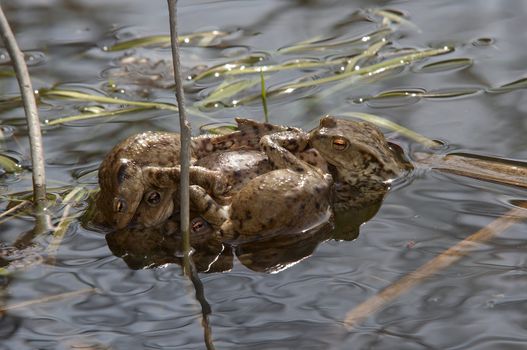 Detail of the toad in water 