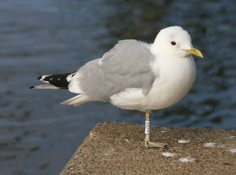 Ringed gull standing on one leg