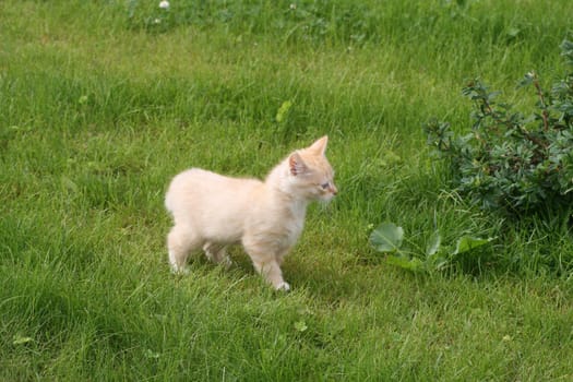 A reddish kitten curiously walking a green field