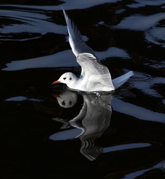 Shot of the gull floating on the water