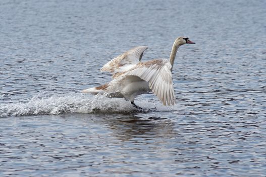 Shot of the flying mute swan - splashdown