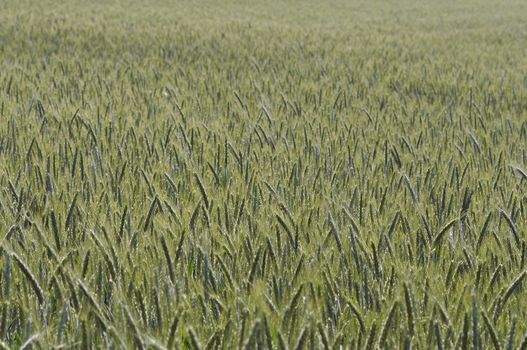 Shot of the field of the oats