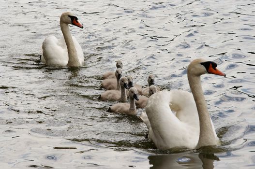 Shot of the swans with cygnets