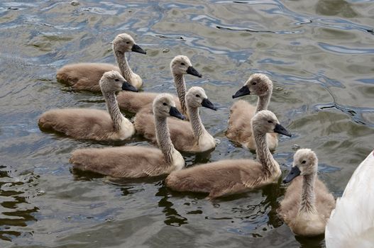Shot of the cygnets on the water