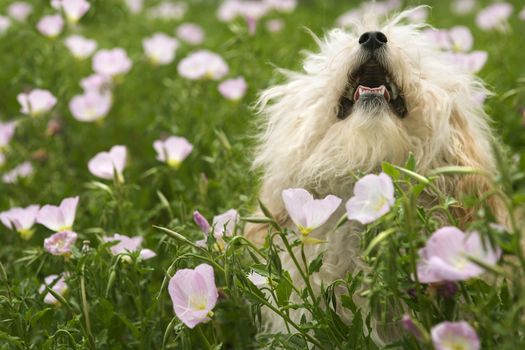 Fluffy small dog in flower field.