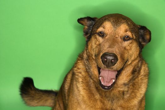 Mixed breed brown dog sitting with ears back.