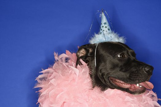 Black mixed breed dog wearing party hat and feather boa.