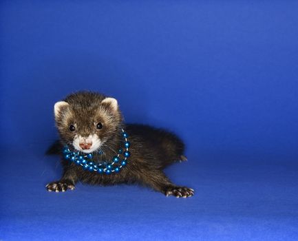 Portrait of brown ferret blue wearing necklace against blue background.