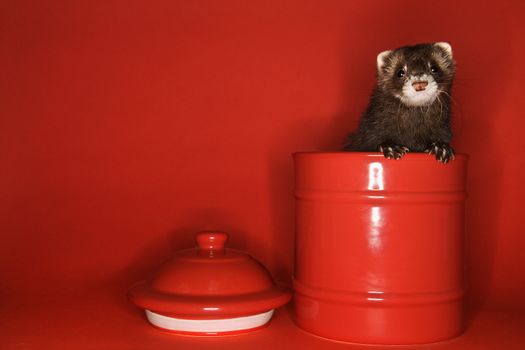 Brown ferret peeking out of red jar against red background.