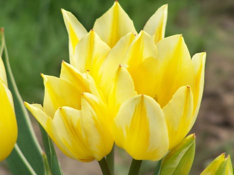 Yellow tulips with some buds. Close up