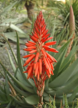 some aloe maculata flowers in a garden
