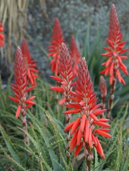 some aloe maculata flowers in a garden
