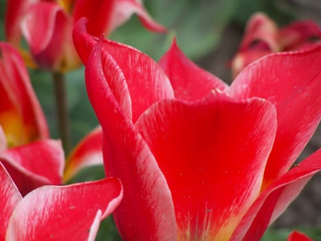 Red and white coloured tulips. Close up.