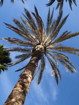 under a palm tree on french riviera