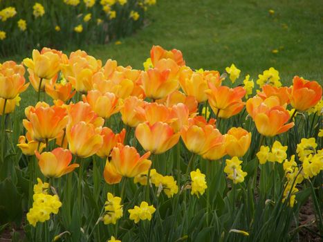 Orange and yellow colored tulips and daffodiles.