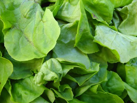 a close-up image of of a green salad