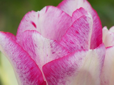 Fine tulip petals. Macro. Springtime. 