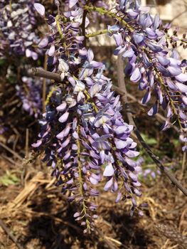 an image of springtime with some wisteria flowers 