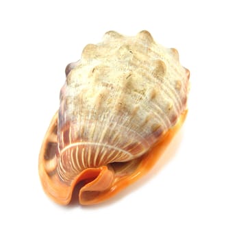 image of an exotic shell over a white background