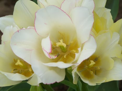 Several tulips. Garden. Springtime. Close up. Color.