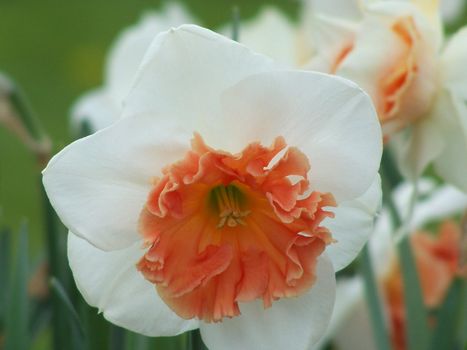 Dainty spring daffodil. Close up.