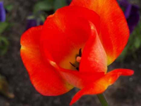 Brightness of orange and yellow tulip's flowers. Macro.