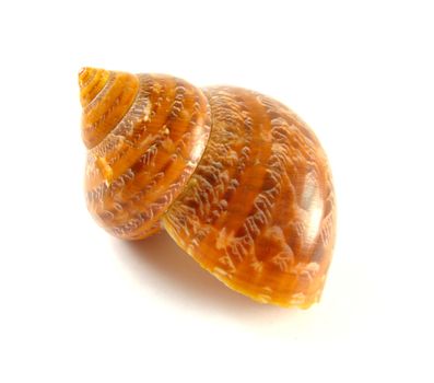 photo of a shell over a white background