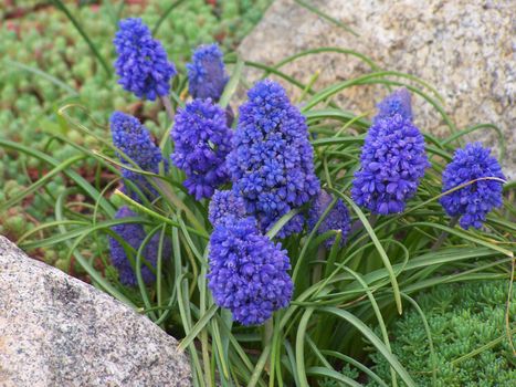 Preetty blue flowers between two stones. Macro.