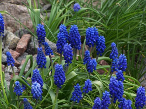 Blue flowers, fresh grass and stones. Macro