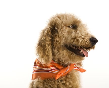 Goldendoodle dog wearing bandana.