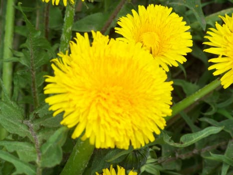 Yellow dandelions are smiling to sun