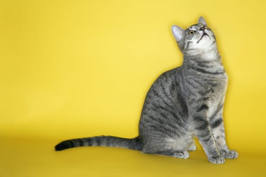Gray striped cat looking up on yellow background.