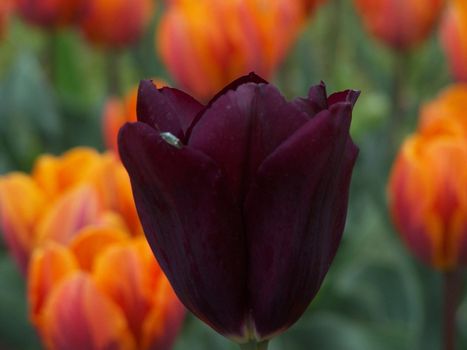 Tulip full of passion and litle bug sitting on one of the petals