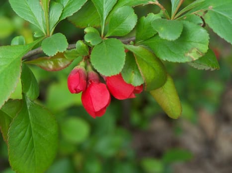 Branch with several little red flowers. Close up.