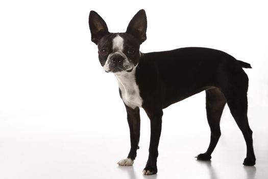 Boston Terrier dog.