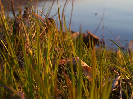 Young and old grass at the river bank. Macro.