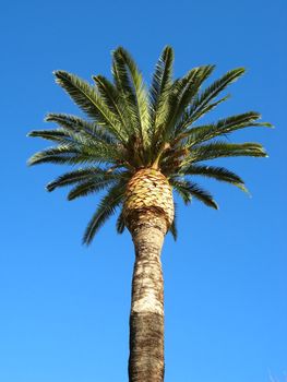 Image of palm tree and blue sky