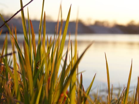 Fresh spring plants at the river bank. Close up.