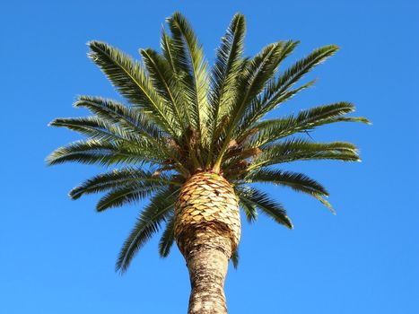 Image of palm tree and blue sky