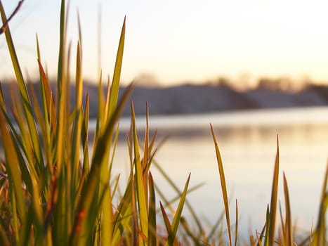 Spring grass shined by sun. Close up.