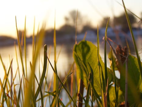 Spring plants near water. Sunlight. Close up.