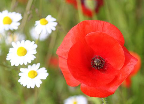 Closeup of poppy flower in green meadow