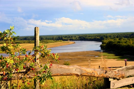 Bush of a dogrose against a fence, the river and the blue cloudy sky