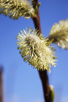 Flower of a willow against the blue sky removed close up