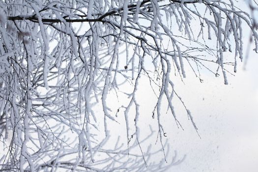 Winter branches of a tree in hoarfrost removed from sun day