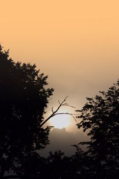 Silhouette of branches of a tree removed against the coming sun